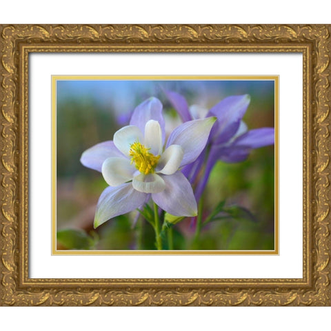Rocky Mountain Columbine III Gold Ornate Wood Framed Art Print with Double Matting by Fitzharris, Tim