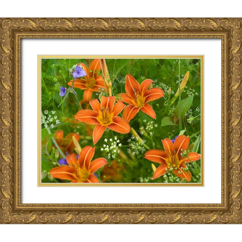 Wild Daylillies I Gold Ornate Wood Framed Art Print with Double Matting by Fitzharris, Tim