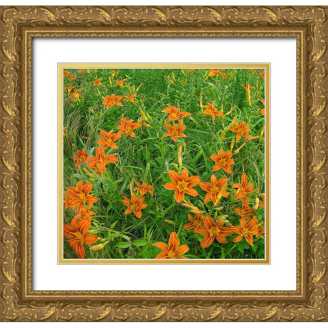 Wild Daylillies II Gold Ornate Wood Framed Art Print with Double Matting by Fitzharris, Tim