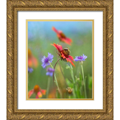 Gaillardia and Bachelors Buttons I Gold Ornate Wood Framed Art Print with Double Matting by Fitzharris, Tim