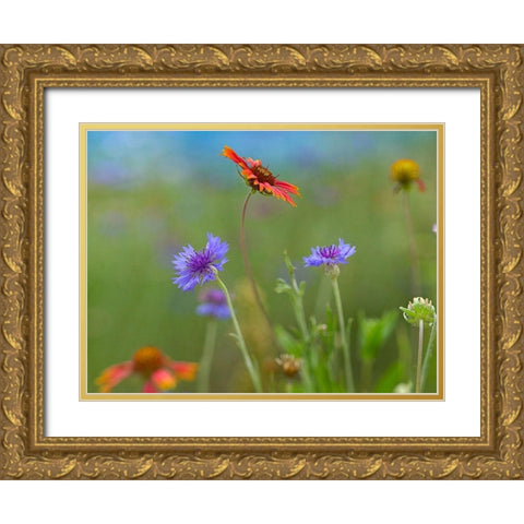 Gaillardia and Bachelors Buttons II Gold Ornate Wood Framed Art Print with Double Matting by Fitzharris, Tim