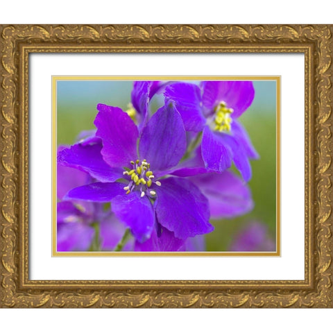 Delphinium Gold Ornate Wood Framed Art Print with Double Matting by Fitzharris, Tim