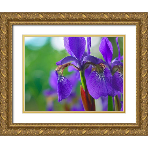 Blue Flag Iris Gold Ornate Wood Framed Art Print with Double Matting by Fitzharris, Tim