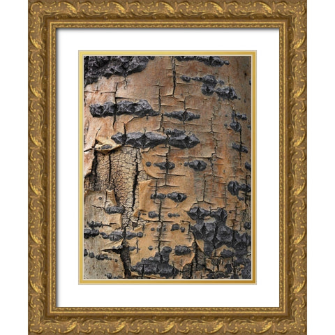 Aspen Bark II Gold Ornate Wood Framed Art Print with Double Matting by Fitzharris, Tim