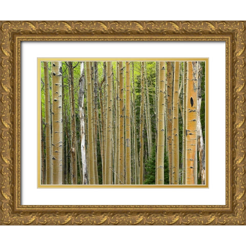 Aspen Grove I Gold Ornate Wood Framed Art Print with Double Matting by Fitzharris, Tim