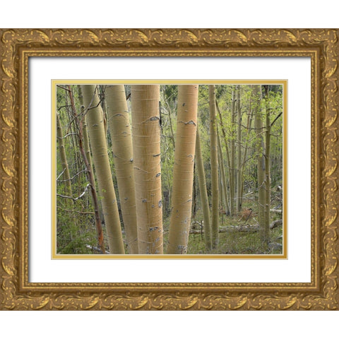 Aspen Grove IV Gold Ornate Wood Framed Art Print with Double Matting by Fitzharris, Tim