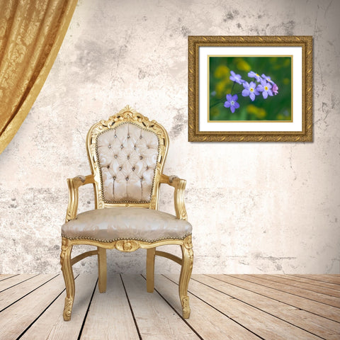 Forget me nots Gold Ornate Wood Framed Art Print with Double Matting by Fitzharris, Tim