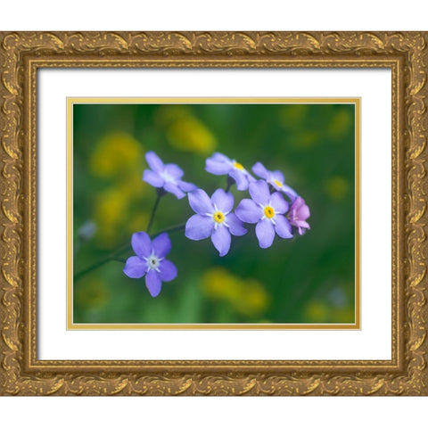 Forget me nots Gold Ornate Wood Framed Art Print with Double Matting by Fitzharris, Tim