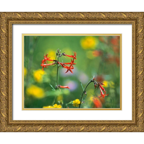 Scarlet Gilia Gold Ornate Wood Framed Art Print with Double Matting by Fitzharris, Tim