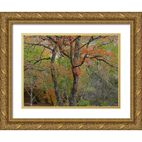 Lost Maples State Park-Texas Gold Ornate Wood Framed Art Print with Double Matting by Fitzharris, Tim