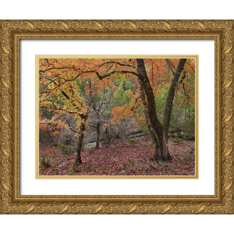 Uvalde Bigtooth Maples Gold Ornate Wood Framed Art Print with Double Matting by Fitzharris, Tim