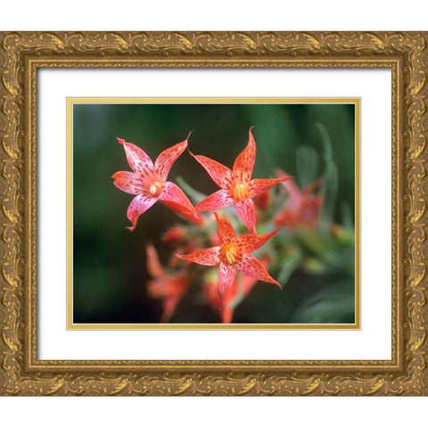 Scarlet Gilia Gold Ornate Wood Framed Art Print with Double Matting by Fitzharris, Tim