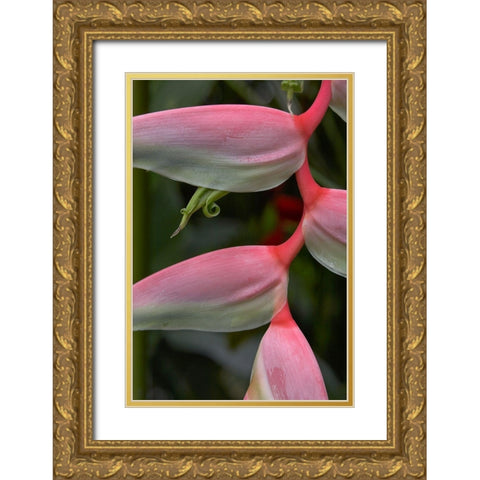 Heleconia I Gold Ornate Wood Framed Art Print with Double Matting by Fitzharris, Tim