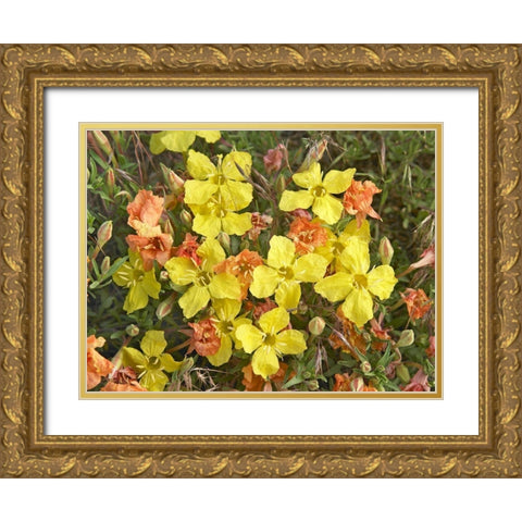 Yellow Evening Primrose Gold Ornate Wood Framed Art Print with Double Matting by Fitzharris, Tim