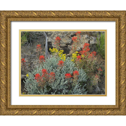 Indian Paintbrush I Gold Ornate Wood Framed Art Print with Double Matting by Fitzharris, Tim