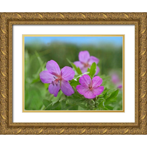 Sticky Geraniums Gold Ornate Wood Framed Art Print with Double Matting by Fitzharris, Tim