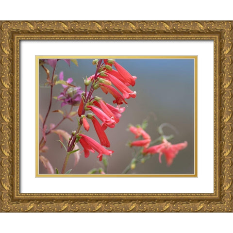 Firecracker Penstemon Gold Ornate Wood Framed Art Print with Double Matting by Fitzharris, Tim