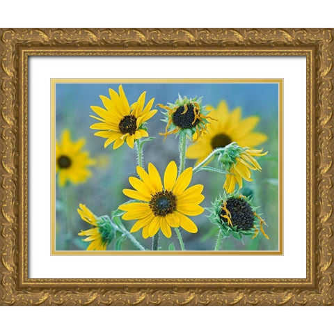 Priarie Sunflowers I Gold Ornate Wood Framed Art Print with Double Matting by Fitzharris, Tim