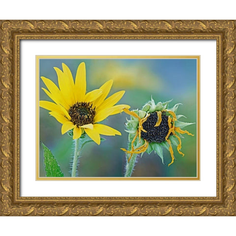 Priarie Sunflowers II Gold Ornate Wood Framed Art Print with Double Matting by Fitzharris, Tim