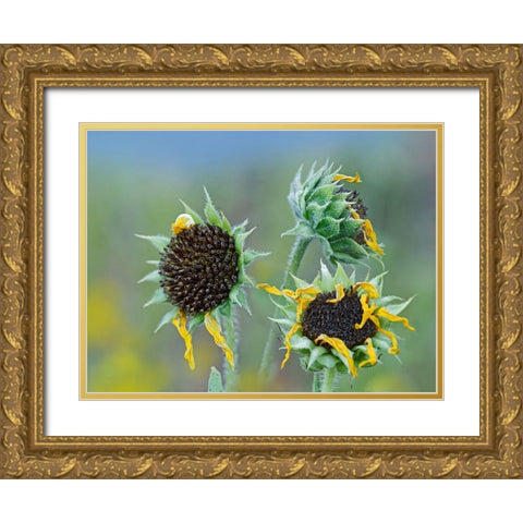 Prairie Sunflowers III  Gold Ornate Wood Framed Art Print with Double Matting by Fitzharris, Tim