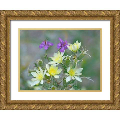 Adonis Blazingstar and wild geranium Gold Ornate Wood Framed Art Print with Double Matting by Fitzharris, Tim