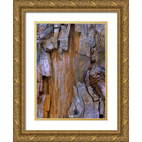 Yellow Cedar Trunk Gold Ornate Wood Framed Art Print with Double Matting by Fitzharris, Tim