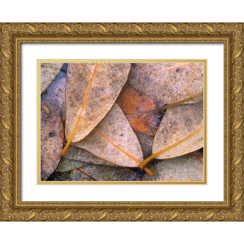 Frozen Willow Leaves Gold Ornate Wood Framed Art Print with Double Matting by Fitzharris, Tim