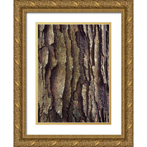 White Oak Bark  Gold Ornate Wood Framed Art Print with Double Matting by Fitzharris, Tim