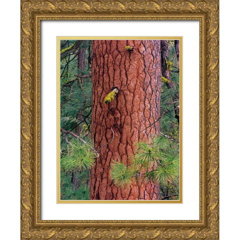 Ponderosa Pien Trunk Gold Ornate Wood Framed Art Print with Double Matting by Fitzharris, Tim