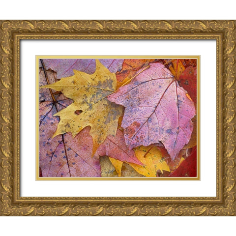 Sugar and Red Maple Leaves Gold Ornate Wood Framed Art Print with Double Matting by Fitzharris, Tim