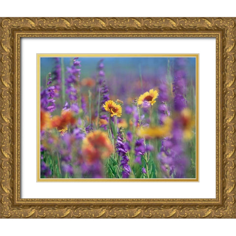 Ailardia and Rocky Mountain Penstemons Gold Ornate Wood Framed Art Print with Double Matting by Fitzharris, Tim