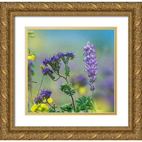 Blue Phacelia and Desert Lupine Gold Ornate Wood Framed Art Print with Double Matting by Fitzharris, Tim