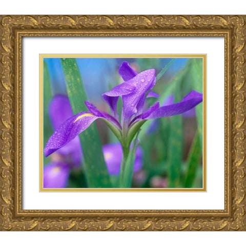 Blue Flag Iris Gold Ornate Wood Framed Art Print with Double Matting by Fitzharris, Tim