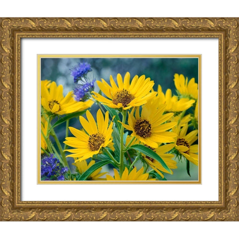Maximillian Sunflowers Gold Ornate Wood Framed Art Print with Double Matting by Fitzharris, Tim
