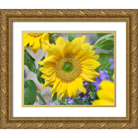 Sunflowers Gold Ornate Wood Framed Art Print with Double Matting by Fitzharris, Tim