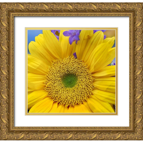 Sunflowers  Gold Ornate Wood Framed Art Print with Double Matting by Fitzharris, Tim