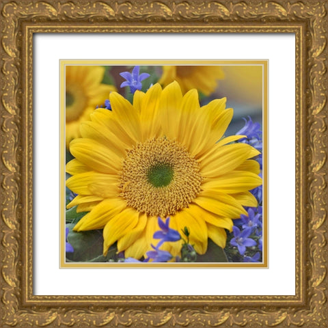 Sunflowers  Gold Ornate Wood Framed Art Print with Double Matting by Fitzharris, Tim