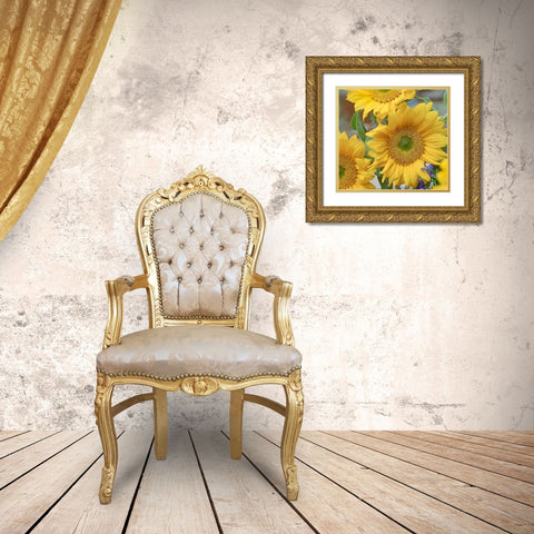 Sunflowers Gold Ornate Wood Framed Art Print with Double Matting by Fitzharris, Tim