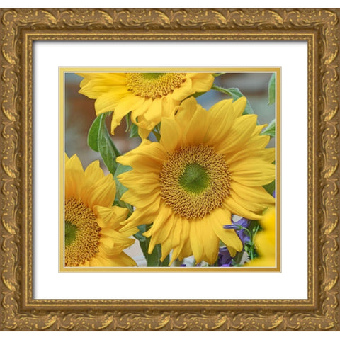 Sunflowers Gold Ornate Wood Framed Art Print with Double Matting by Fitzharris, Tim