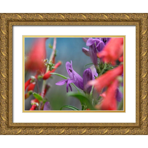 Rocky Mountain and Firecracker Penstemons Gold Ornate Wood Framed Art Print with Double Matting by Fitzharris, Tim