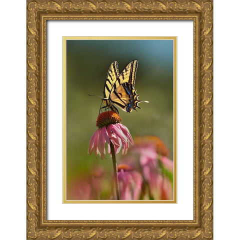 Two Tailed Swallowtail Butterfly on Purple Coneflower Gold Ornate Wood Framed Art Print with Double Matting by Fitzharris, Tim