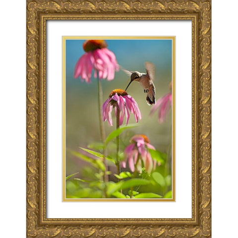 Black Chinned Hummingbird Gold Ornate Wood Framed Art Print with Double Matting by Fitzharris, Tim
