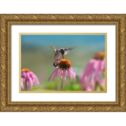 Black Chinned Hummingbird on Purple Coneflower Gold Ornate Wood Framed Art Print with Double Matting by Fitzharris, Tim