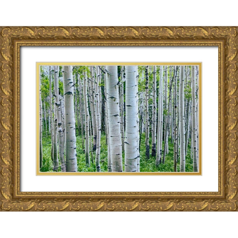 Aspen Trunks Gold Ornate Wood Framed Art Print with Double Matting by Fitzharris, Tim