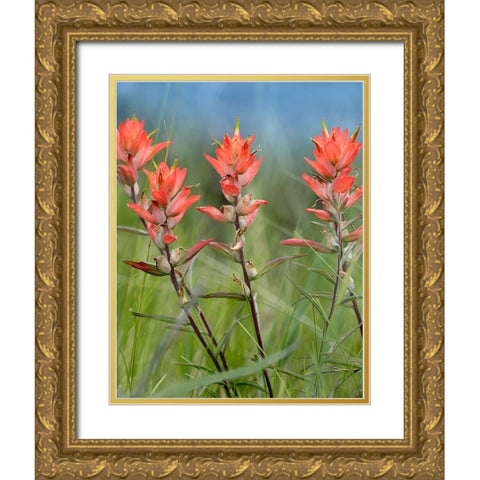 Indian Paintbrushes Gold Ornate Wood Framed Art Print with Double Matting by Fitzharris, Tim