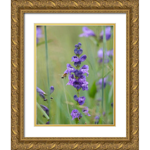Rocky Mountain Penstemon Gold Ornate Wood Framed Art Print with Double Matting by Fitzharris, Tim