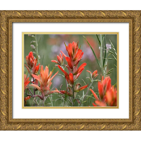Indian Paintbrushes Gold Ornate Wood Framed Art Print with Double Matting by Fitzharris, Tim