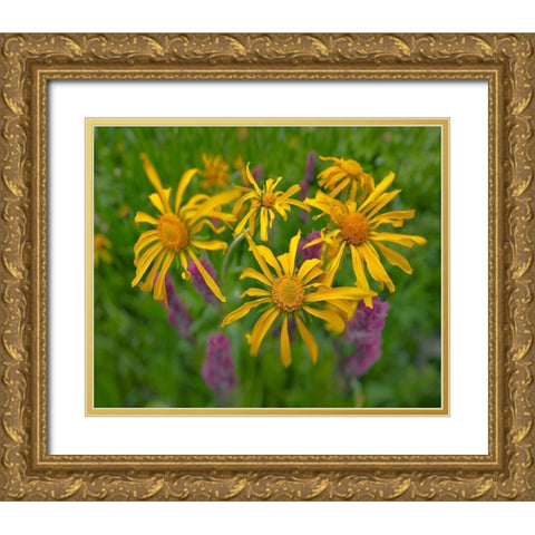 Orange Sneezeweeds Gold Ornate Wood Framed Art Print with Double Matting by Fitzharris, Tim