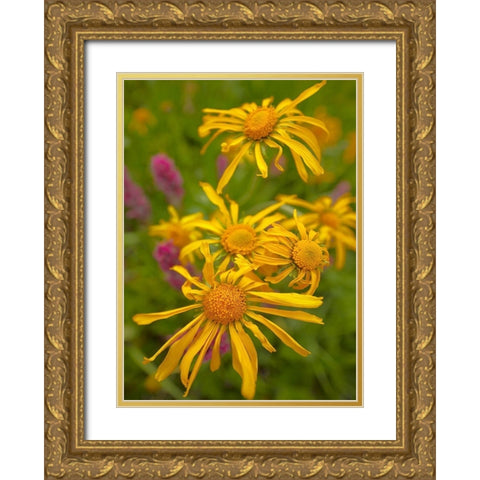 Orange Sneezeweeds Gold Ornate Wood Framed Art Print with Double Matting by Fitzharris, Tim