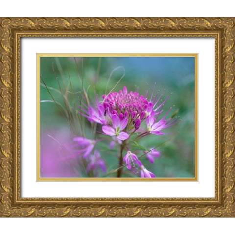 Rocky Mountain in Beeplant Flower with Ant Gold Ornate Wood Framed Art Print with Double Matting by Fitzharris, Tim